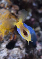 Blue ribbon eel. Lembeh straits. D200, 60mm. by Derek Haslam 